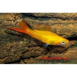 Svärdbärare Sunset Comet 4-5CM Xiphophorus hellerii