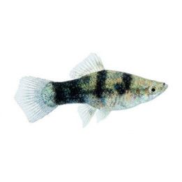 Miekkapyrstö black &white 4-5 cm Xiphophorus hellerii