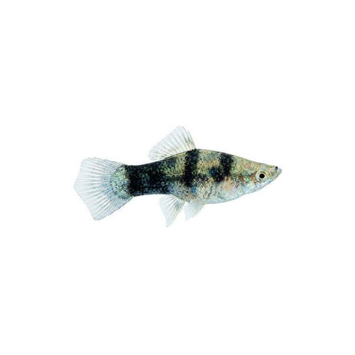 Miekkapyrstö black &white 4-5 cm Xiphophorus hellerii