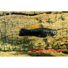 Miekkapyrstö musta 4-5 cm  Xiphophorus hellerii