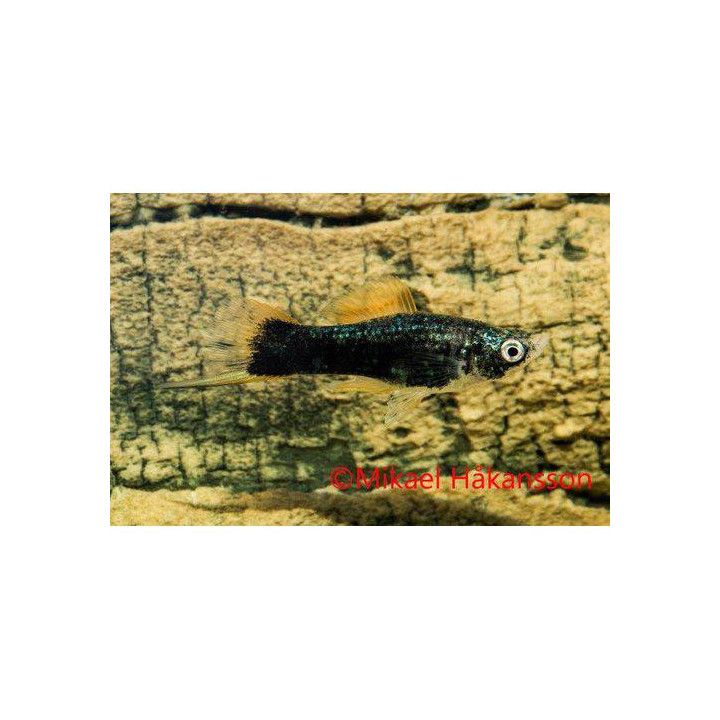Miekkapyrstö musta 4-5 cm  Xiphophorus hellerii