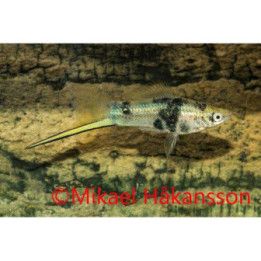 Miekkapyrstö black marmor 4-5 cm Xiphophorus hellerii