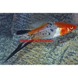 Miekkapyrstö koi tricolor 4-5 cm Xiphophorus hellerii