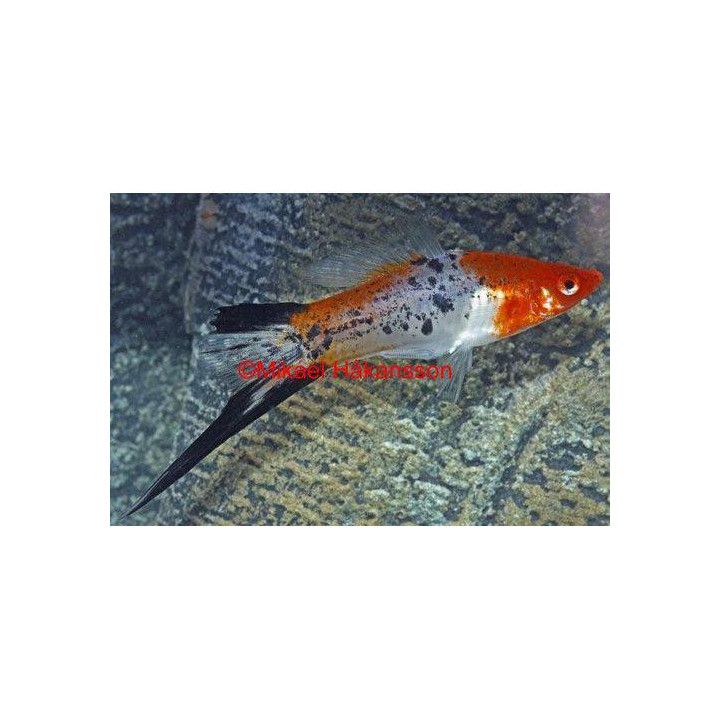 Miekkapyrstö koi tricolor 4-5 cm Xiphophorus hellerii