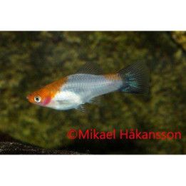 Miekkapyrstö koi kohaku wagtail 4-5 cm Xiphophorus hellerii