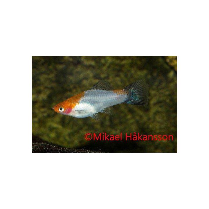 Miekkapyrstö koi kohaku wagtail 4-5 cm Xiphophorus hellerii