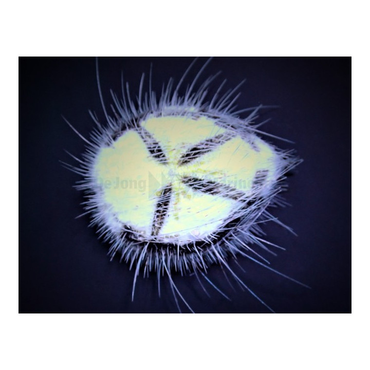 Maretia planulata - Sea Mouse Urchin