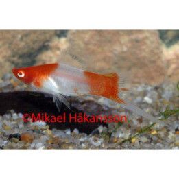 Miekkapyrstö koi kohaku 4-5 cm -