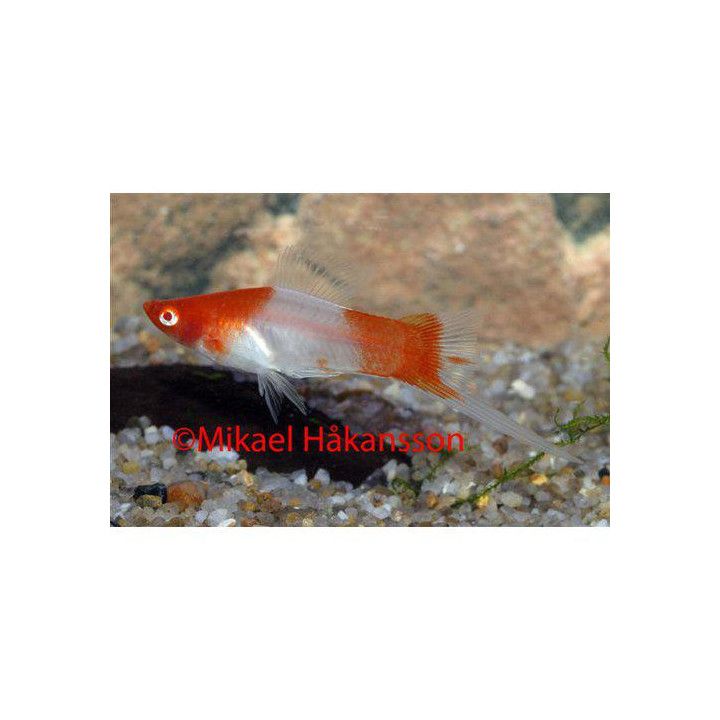 Miekkapyrstö koi kohaku 4-5 cm Xiphophorus hellerii
