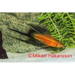 Miekkapyrstö sekoitus hifin 4-5 cm Xiphophorus hellerii