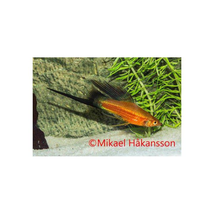 Miekkapyrstö sekoitus hifin 4-5 cm Xiphophorus hellerii