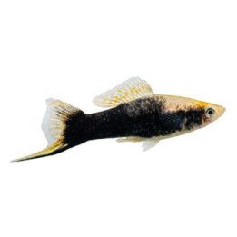 Miekkapyrstö keltainen tuxedo 4-5 cm Xiphophorus hellerii