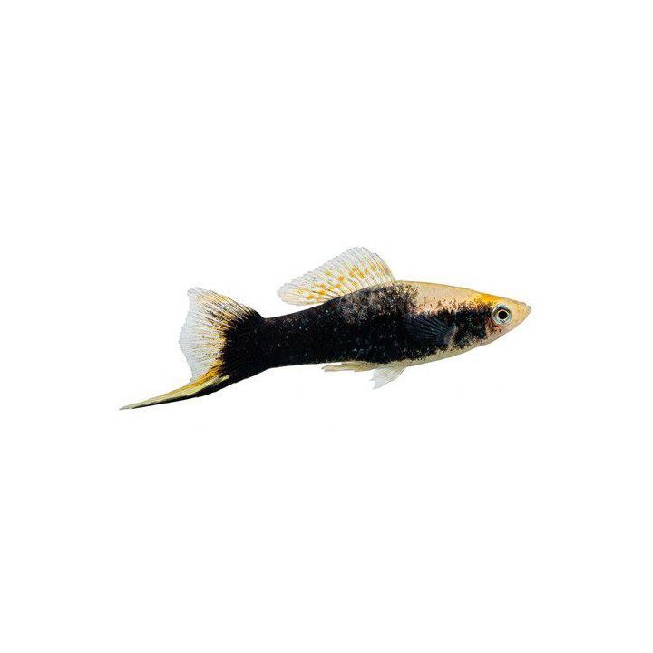 Miekkapyrstö keltainen tuxedo 4-5 cm Xiphophorus hellerii