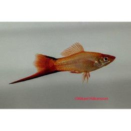 Miekkapyrstö pink sukkulapyrstö 4-5 cm  Xiphophorus hellerii
