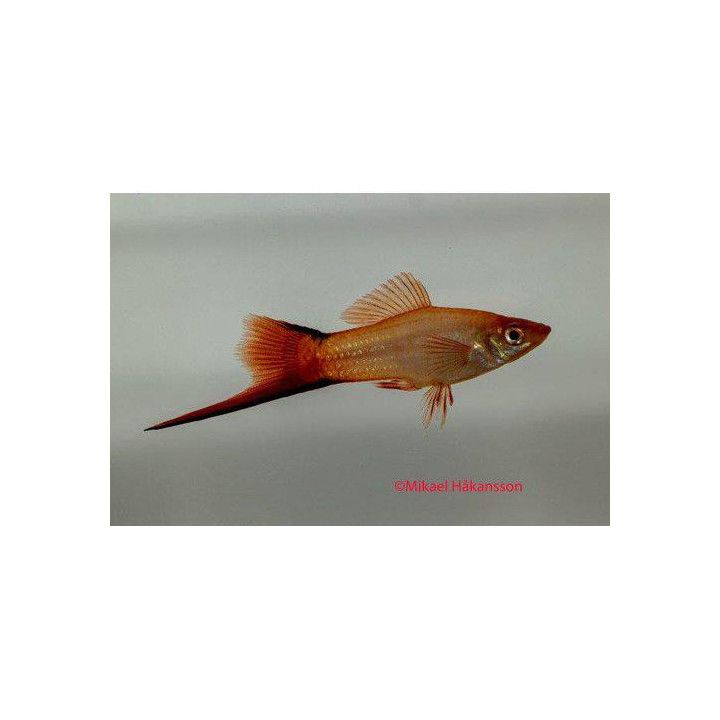 Miekkapyrstö pink sukkulapyrstö 4-5 cm  Xiphophorus hellerii