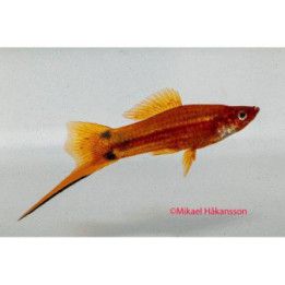 Miekkapyrstö red mickey mouse 4-5 cm Xiphophorus hellerii