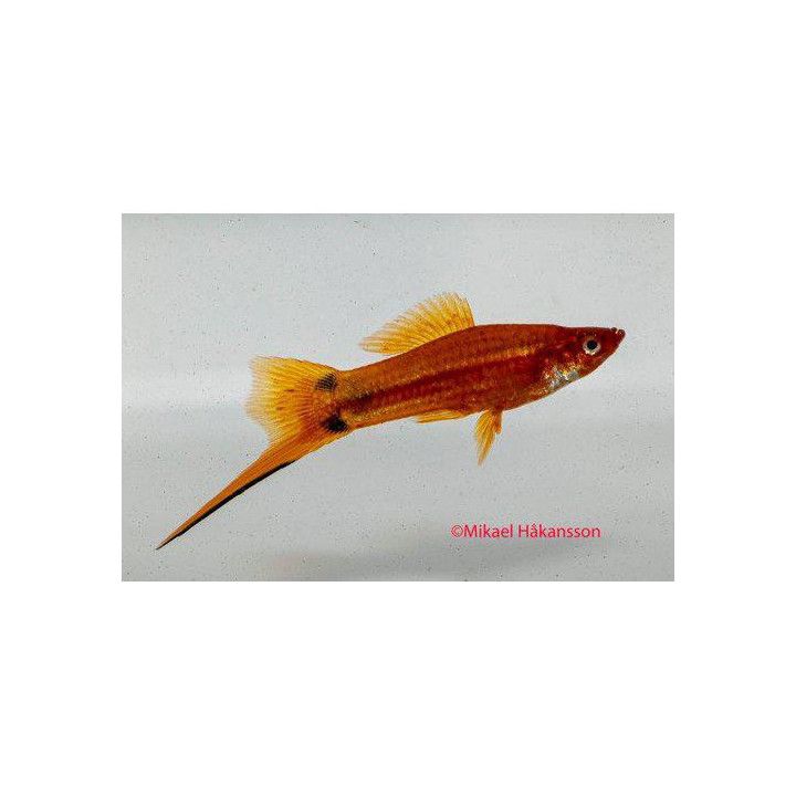 Miekkapyrstö red mickey mouse 4-5 cm Xiphophorus hellerii