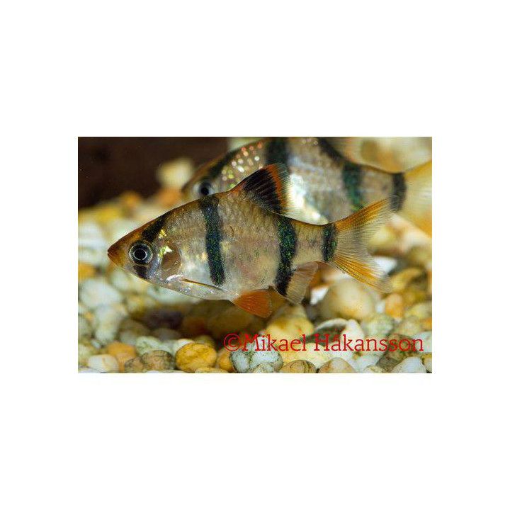 Puntius tetrazona, 2,5-3,5 cm