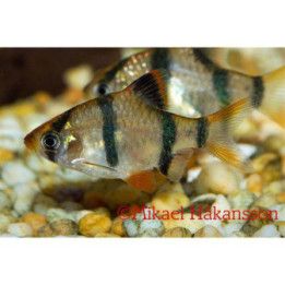 Tigerbarb 4-5,5CM Puntius tetrazona