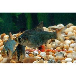 Tiikeribarbi, Puntius tetrazona, vihreä, 2,5-3,5 cm -