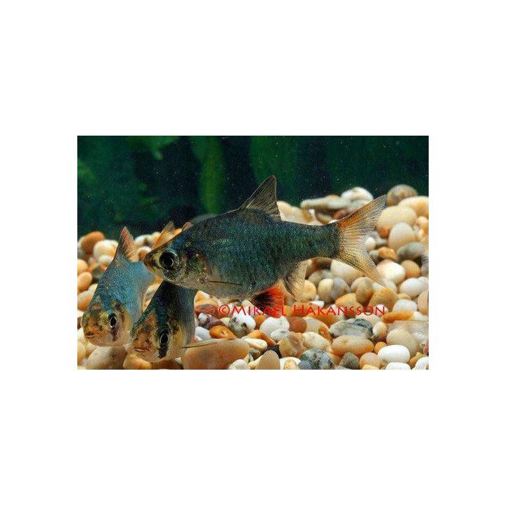 Tiikeribarbi, Puntius tetrazona, vihreä, 2,5-3,5 cm -
