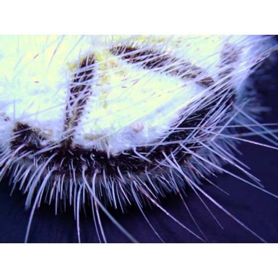 Maretia planulata - Sea Mouse Urchin