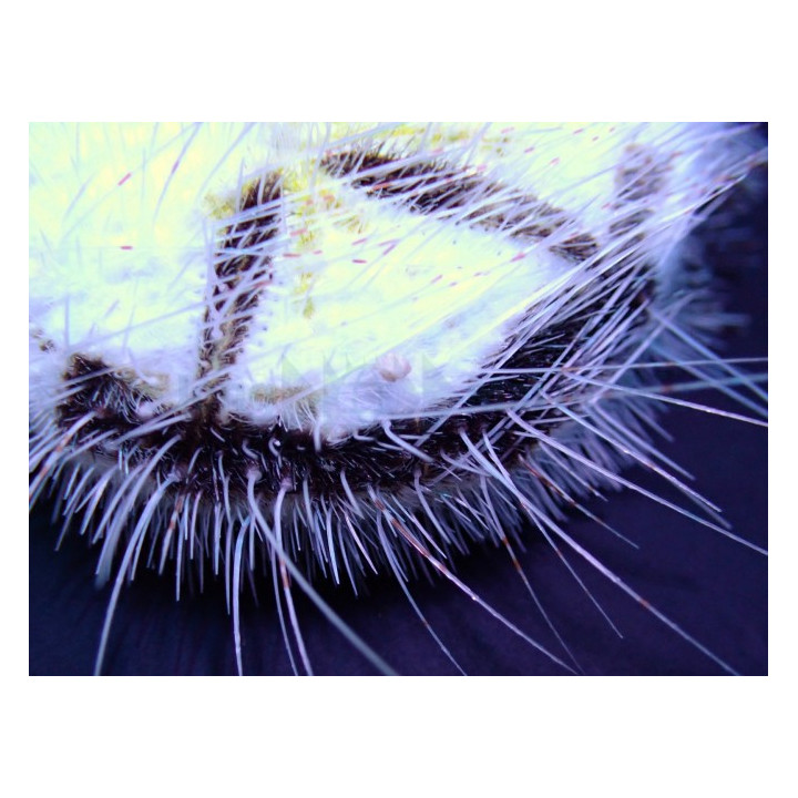 Maretia planulata - Sea Mouse Urchin