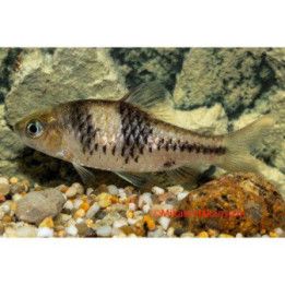 Puntius lateristriga / Barbodes lateristriga 6-8 cm