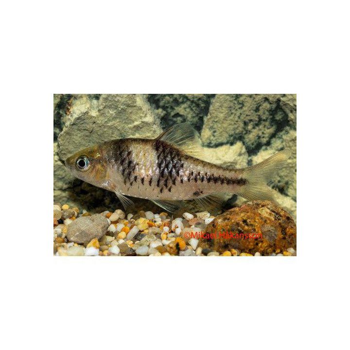 Puntius lateristriga / Barbodes lateristriga 6-8 cm