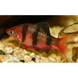 Black Ruby Barb, Puntius nigrofasciatus, 2,5-3 cm