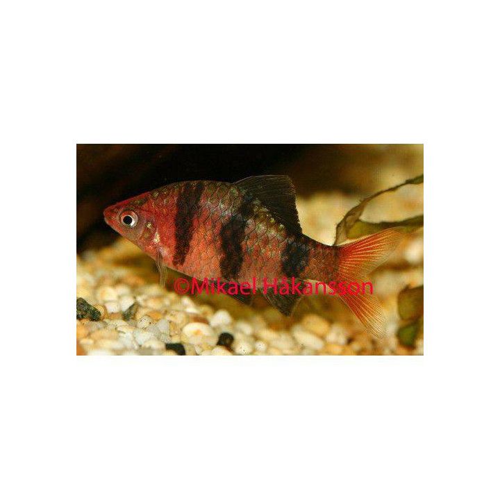 Black Ruby Barb, Puntius nigrofasciatus, 2,5-3 cm