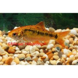 Guldbarb 3,5-4,5CM Barbodes semifasciolatus
