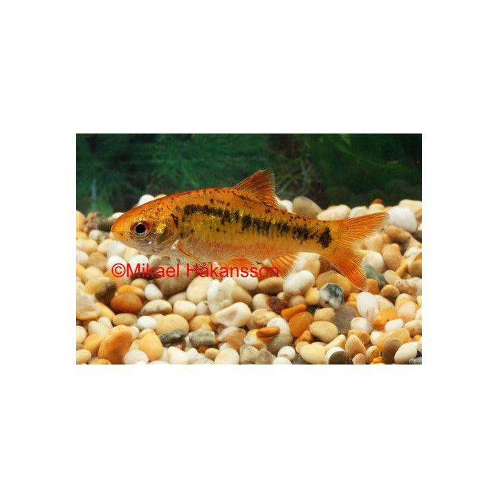 Guldbarb 3,5-4,5CM Barbodes semifasciolatus