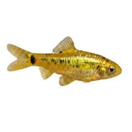 Keltabarbi, Barbodes semifasciolatus, sachi 4-5 cm -