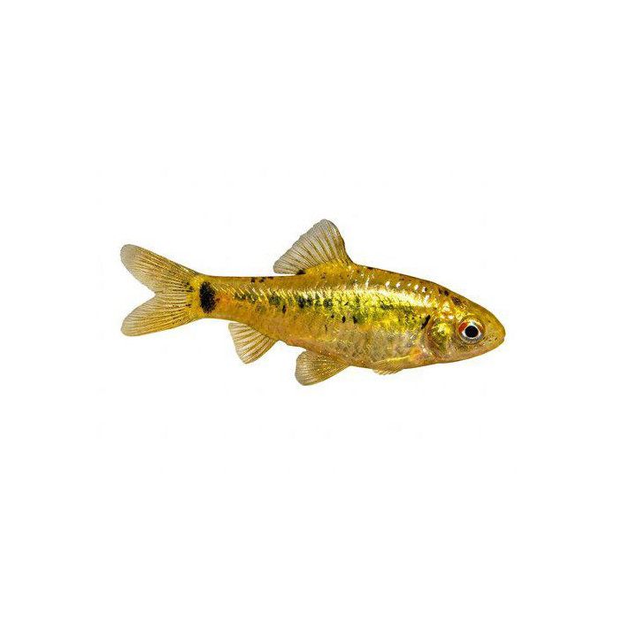 Keltabarbi, Barbodes semifasciolatus, sachi 4-5 cm -
