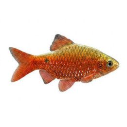 Rosy Barb, Puntius conchonius, 3-4 cm
