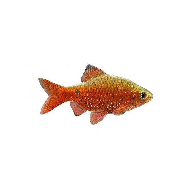 Loistobarbi, Puntius conchonius, 3-4 cm -