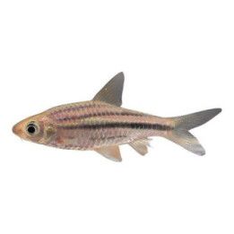 Striuntius lineatus 6-8 cm