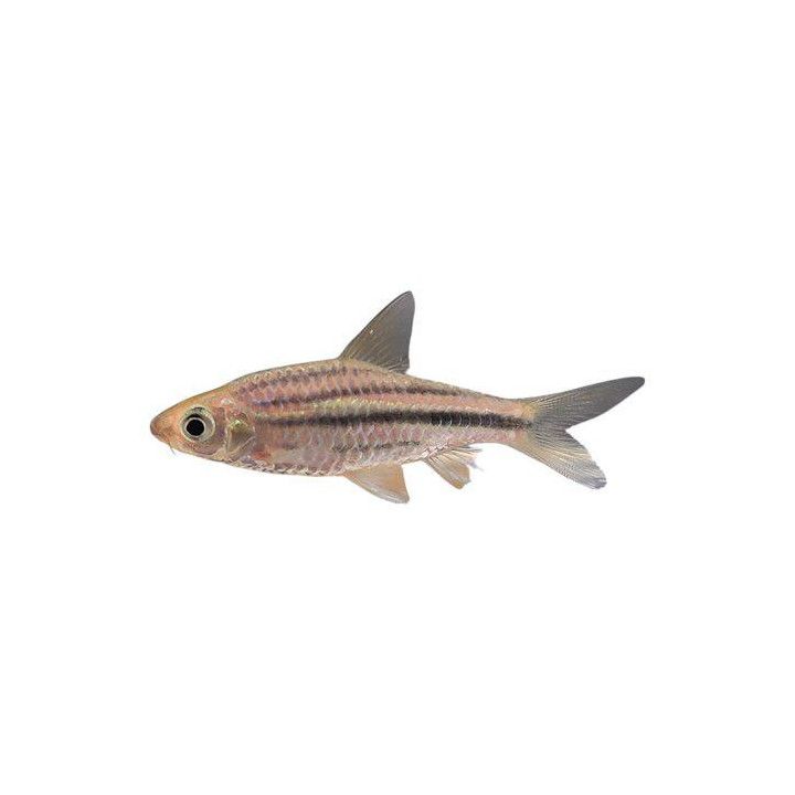 Striuntius lineatus 6-8 cm