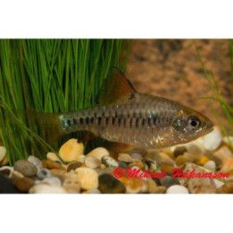 Checkered Barb, Oliotius oligolepis, 2,5-3,5 cm