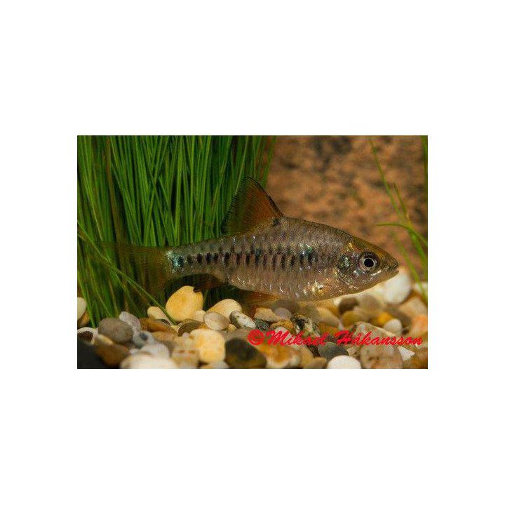 Checkered Barb, Oliotius oligolepis, 2,5-3,5 cm