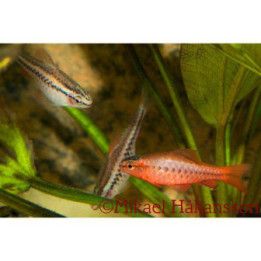 Kopparbarb 2-2,5CM Puntius titteya