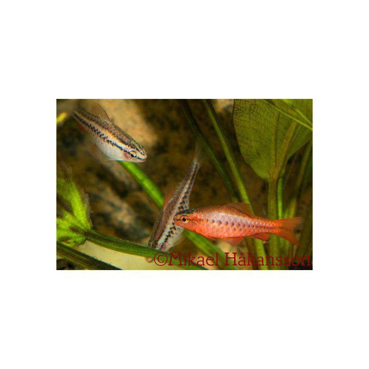 Kopparbarb 2-2,5CM Puntius titteya
