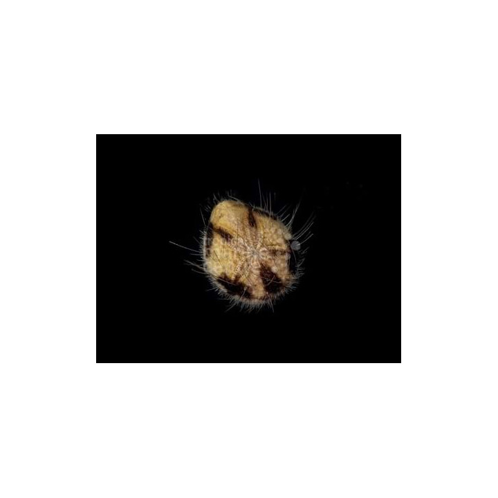 Maretia planulata - Sea Mouse Urchin