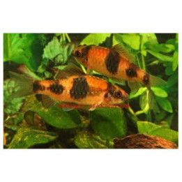 Melon barb, luonnonvarainen 3-4 cm Haludaria fasciatus