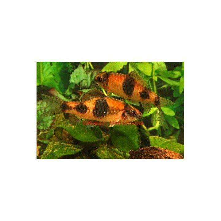 Melon barb, luonnonvarainen 3-4 cm Haludaria fasciatus