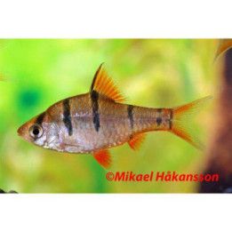 Fembandsbarb 2-3CM Desmopuntius pentazona