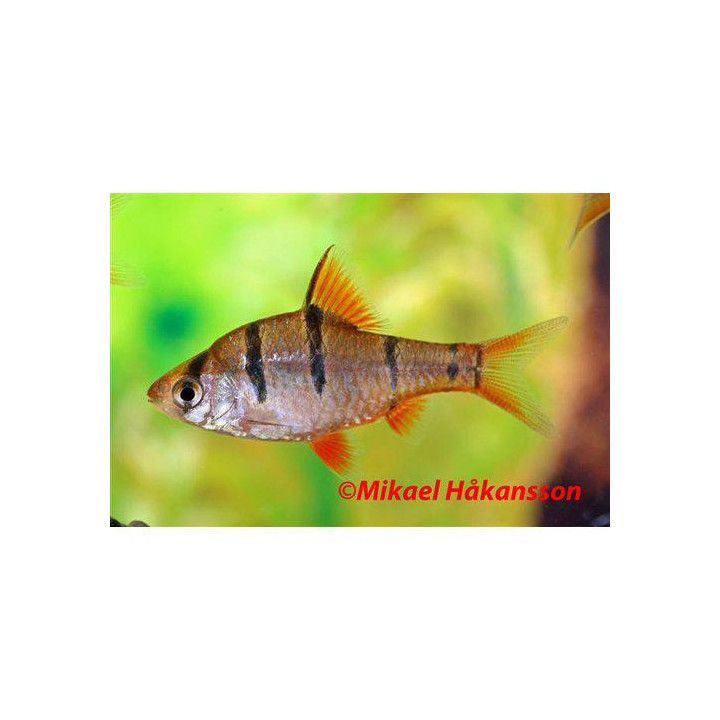Desmopuntius pentazona