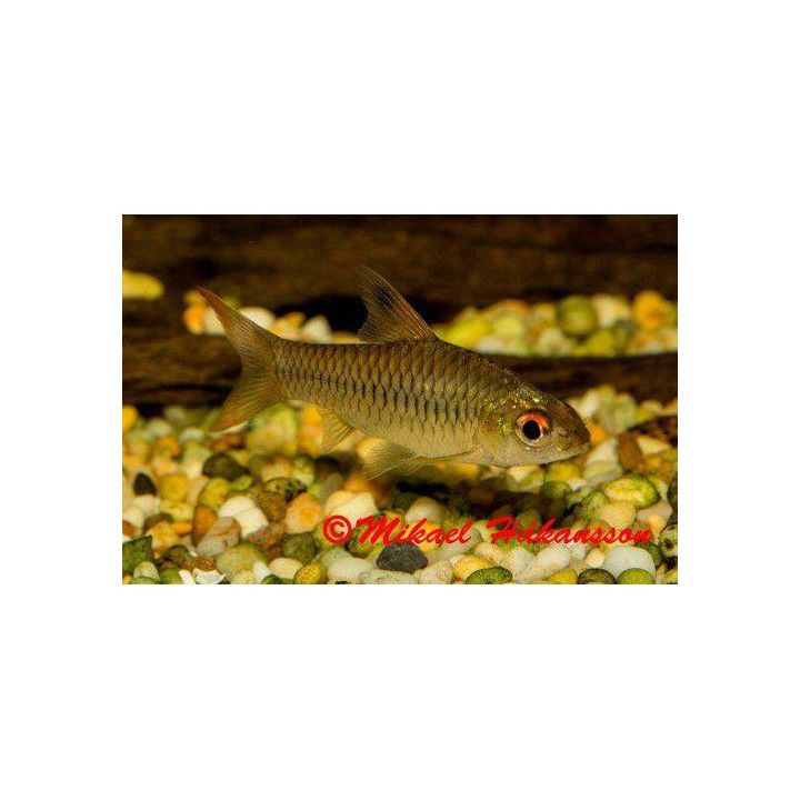 Loistoeväbarbi, luonnonvarainen 5-7 cm Enteromius callipterus