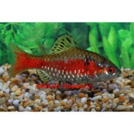 Odessabarb Vf 3-4CM Pethia padamya